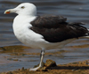 1cy fuscus in August, ringed in Finland. (81365 bytes)